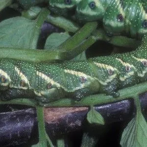 thumbnail for publication: Tomato Hornworm Manduca quinquemaculata (Haworth) (Insecta: Lepidoptera: Sphingidae)